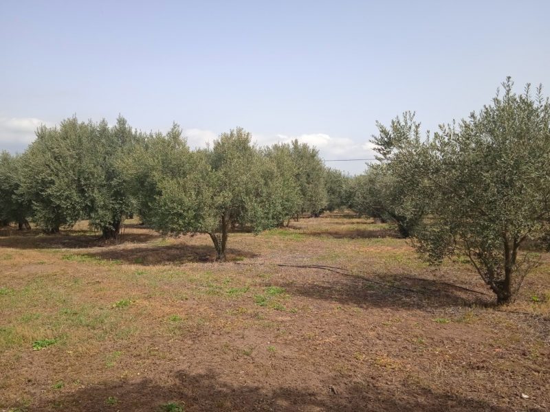 Αγροτεμάχιο με κωδικό RIS1, περιοχή Καναπίτσα.