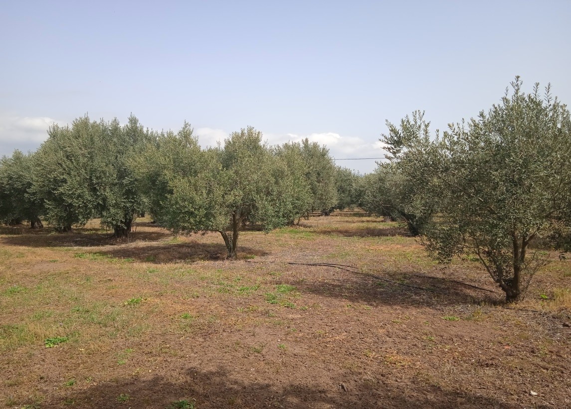 Αγροτεμάχιο με κωδικό RIS1, περιοχή Καναπίτσα.