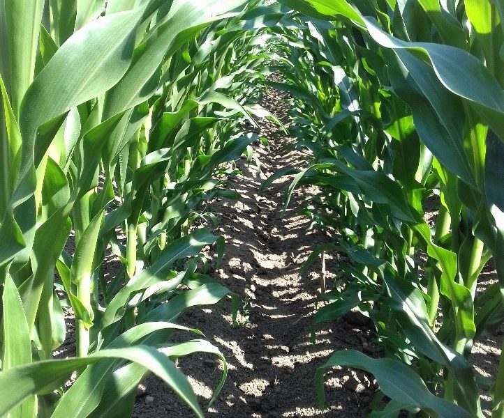 Καλλιέργεια Καλαμποκιού.